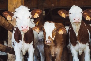 Turečtí farmáři poptávají české plemenné býky a jalovice